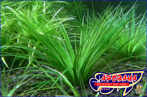   (Eriocaulon sp.red), -     . 