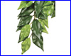  , Exo-Terra Ficus   Small ().