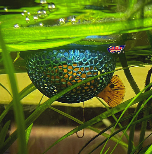  AQUAXER, Frame 3D, BubbleNest S,   29 .
