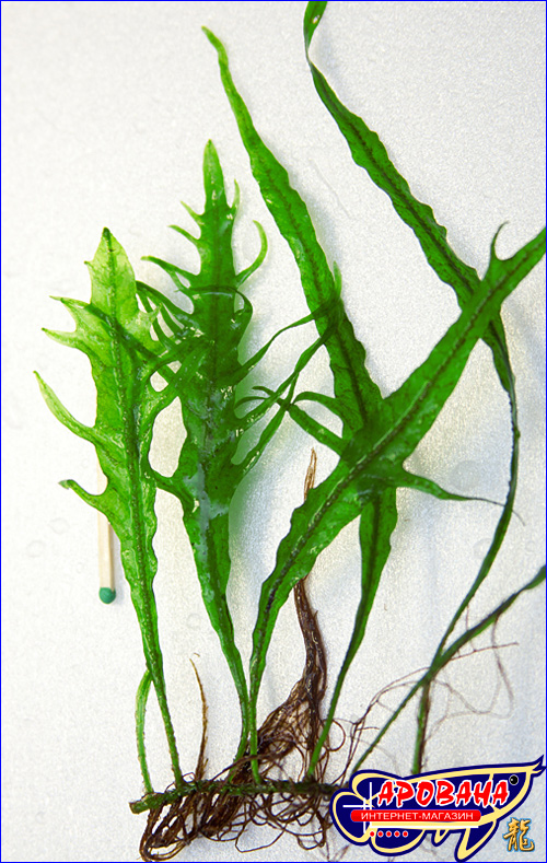 Microsorum pteropus Fork Liaf -   .