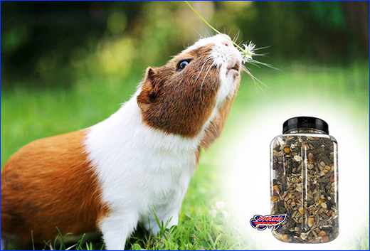  , Guinea Piggy (  ) 500 ml.