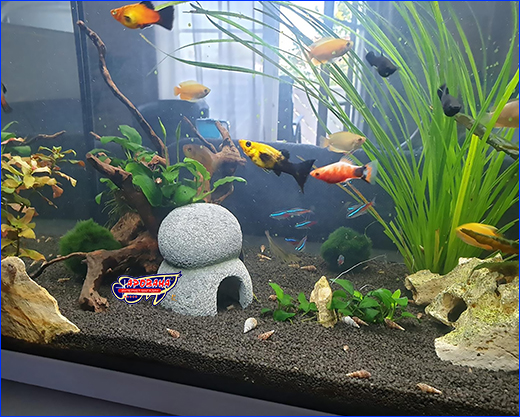  HOBBY,  Marble Cave 4,  , 9 .