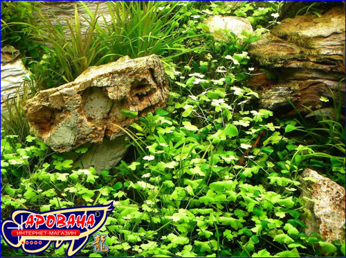 (Hydrocotyle tripartita)  , -   -. 