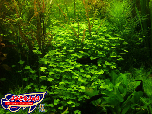 (Hydrocotyle tripartita)  , -   -. 