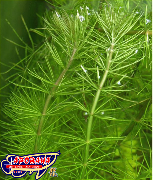 Hydrotriche hottoniiflora (Гидротрихе или Гидротрих), - зелёное растение для аквариума.