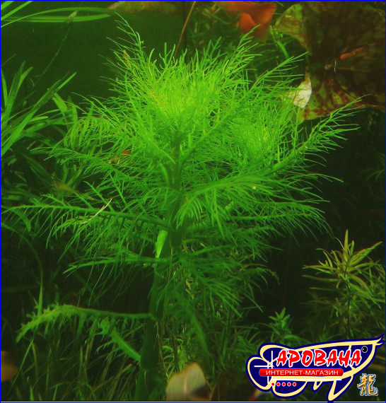 Hygrophila balsamica -    . 