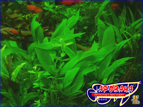 Hygrophila corymbosa Kompakt (  ) -   . 