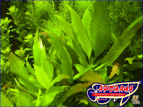 Hygrophila corymbosa Kompakt (  ) -   . 