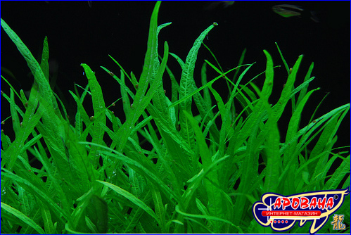 Hygrophila Crinkled ( ) -   .