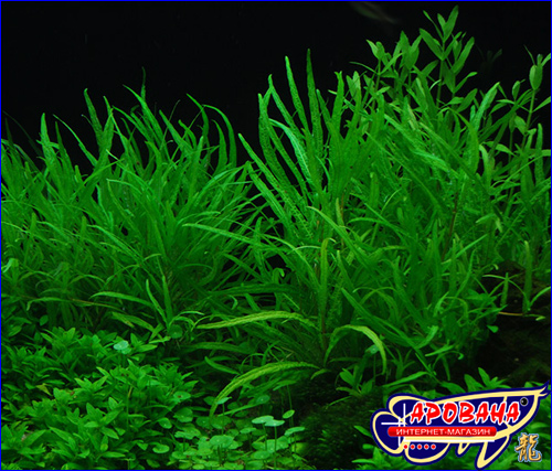 Hygrophila Crinkled ( ) -   .