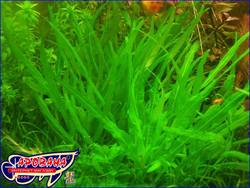 Hygrophila Crinkled ( ) -   .