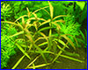 Аквариумное растение, Hygrophila polysperma var. Ceylon.