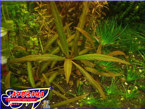 Нygrophila sp."red" (Гигрофила красная), - растение для аквариумов голландского типа.