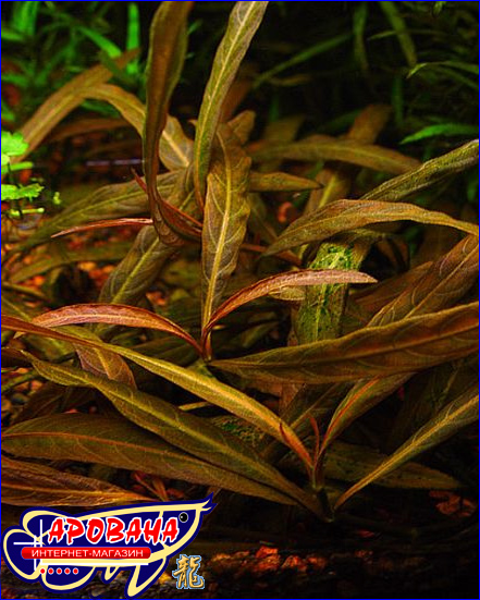 Нygrophila sp."red" (Гигрофила красная), - растение для аквариумов голландского типа.