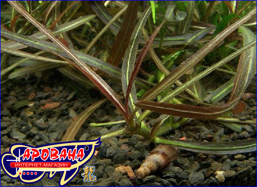 ygrophila sp."red" ( ), -     .