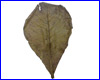 AQUAXER Ketapang (кетапанг), листья 20+ см, 1 шт.