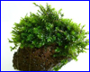 Аквариумное растение, Barbyla sp. Milimeter moss.