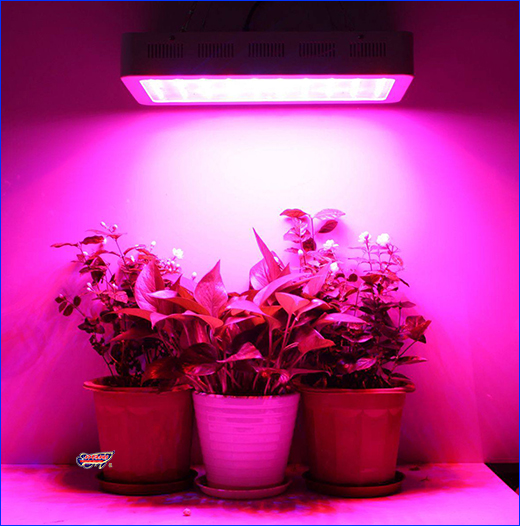 LED , AQUAXER 50W LED Grow, 165x62 .