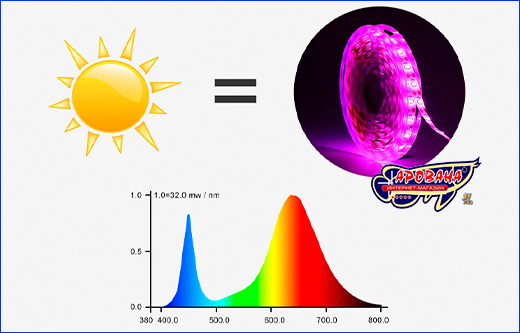 LED , SMD 2835, Grow, .