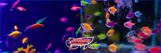 GloFish в аквариумах со светодиодным освещением. Светильник LED X5 Plant, 12 Вт.