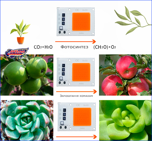 LED , AQUAXER 35W LED Grow, 54x40 .