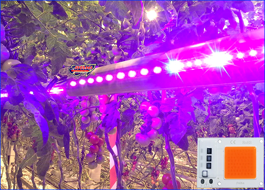LED , AQUAXER 35W LED Grow, 54x40 .
