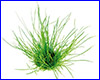 Аквариумное растение, Lilaeopsis mauritiana.