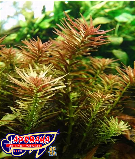 Limnophila aromatica (Лимнофила ароматика), - красное растений для аквариума.