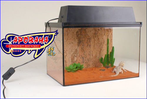 Live Exotic L1, -     (  ). 