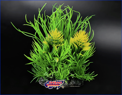  , Rotala wallichii, 14 .