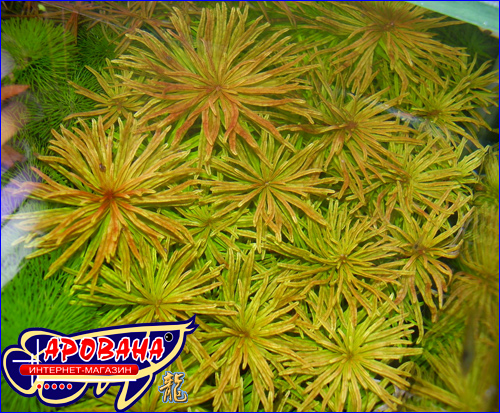 Ludwigia inclinata var. verticillata 'Cuba'' ( ) -  .