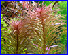 Акваріумна рослина, Ludwigia Inclinata Pantanal. Акваріумна рослина, Ludwigia Inclinata Pantanal.