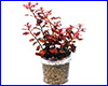Аквариумное растение, Ludwigia ovalis Pink.