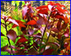 Аквариумное растение, Ludwigia palustris ''super red''.