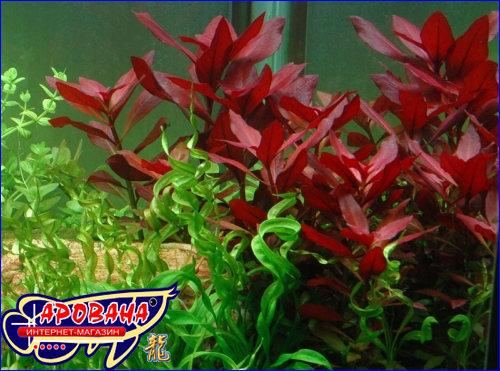 Ludwigia repens Rubin (  ) -   .