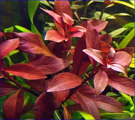 Ludwigia repens Rubin (Людвигия репенс Рубин) - растения для аквариума.