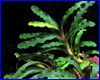 Аквариумное растение, Bucephalandra sp. Blue Gaia.