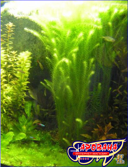 Mayaca fluviatilis -    , 