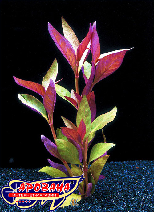   (Alternanthera reineckii lilacina).