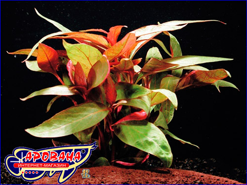   (Alternanthera reineckii lilacina)