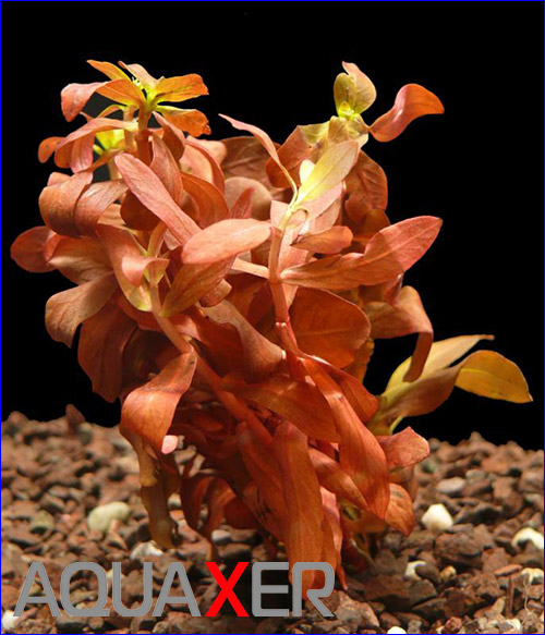   (Ammannia gracilis).