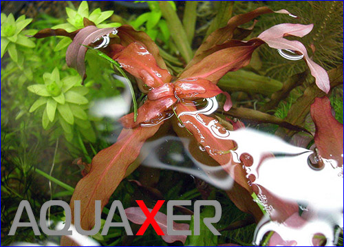   (Ammannia gracilis).