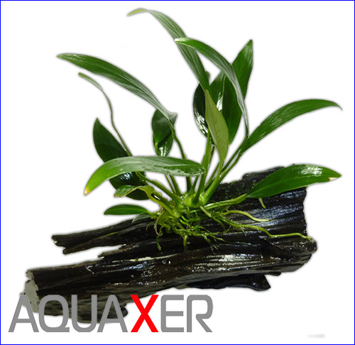   (Anubias afzelii).
