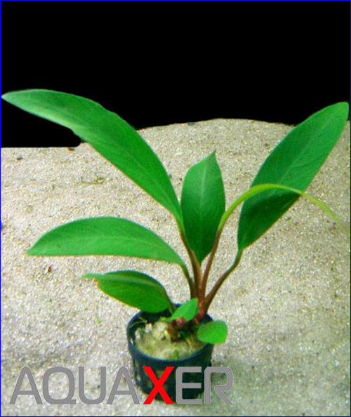   (Anubias afzelii).