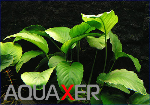     (Anubias barteri var. barteri)