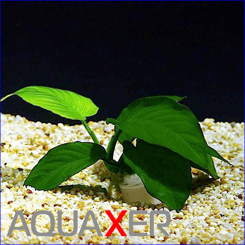     (Anubias barteri var. barteri)