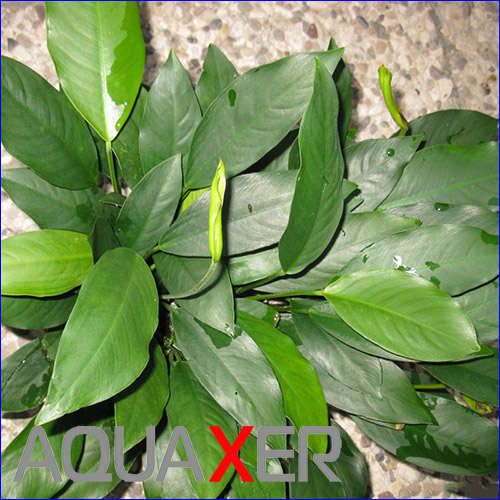    (Anubias barteri var. glabra minima).