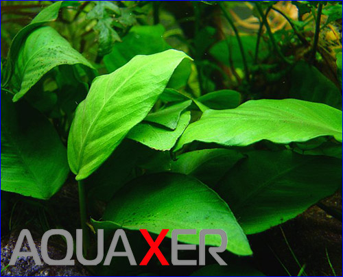    (Anubias barteri var. glabra minima).