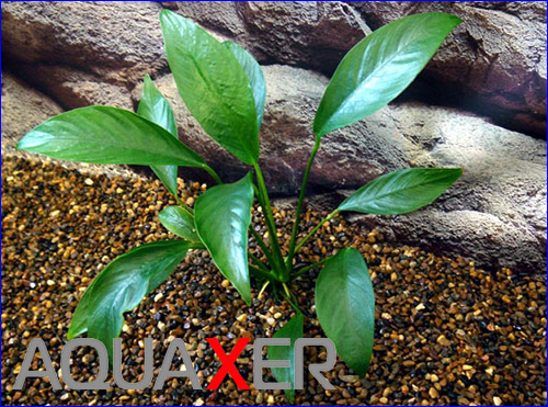    (Anubias barteri var. glabra minima).