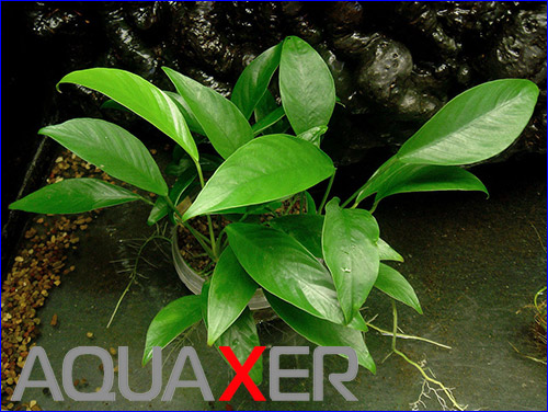    (Anubias barteri var. glabra minima).